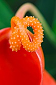 ANTHURIUM SCHERZERIANIUM