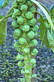 BRASSICA OLERACEA GEMMIFERA CASCADE F1