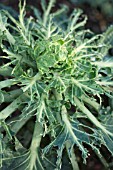 BRASSICA OLERACEA GEMMIFERA - PIGEON DAMAGE