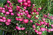 GAULTHERIA MUCRONATA