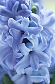 HYACINTHUS ORIENTALIS DELFT BLUE