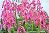 LACHENALIA BULBIFERA GEORGE