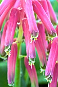 LACHENALIA BULBIFERA GEORGE