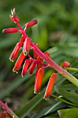 LACHENALIA BULBIFERA