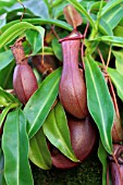 NEPENTHES VENTRICOSA