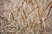 PANICUM SHENANDOAH