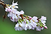 PRUNUS X SUBHIRTELLA AUTUMNALIS