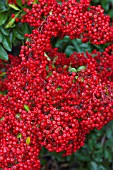 PYRACANTHA COCCINEA RED COLUMN