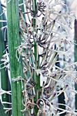 SANSEVIERIA CYLINDRICA SKYLINE