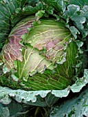 BRASSICA OLERACEA,  JANUARY KING.