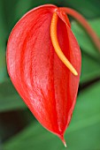 ANTHURIUM SCHERZERIANIUM