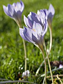 CROCUS KOTSCHYANUS (ZONATUS)