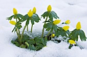 ERANTHIS HYEMALIS