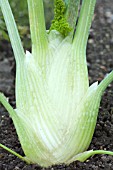 FOENICULUM VULGARE ROMANESCO