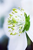 HELLEBORUS VERBOOM BEAUTY