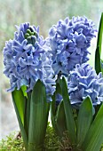 HYACINTHUS ORIENTALIS DELFT BLUE