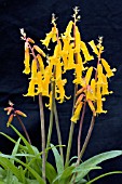 LACHENALIA ALOIDES NELSONII