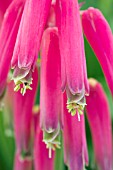 LACHENALIA BULBIFERA GEORGE