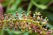 NEPENTHES MAXIMA MIXTA
