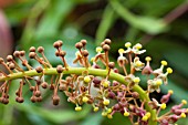 NEPENTHES MAXIMA MIXTA