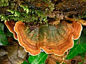 CORIOLUS VERSICOLOR SUBTOMENTOSUM,  MANY ZONED POLYPORE, FUNGI.