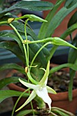 ANGRAECUM SESQUIPEDALE