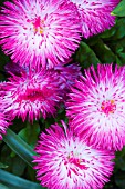 BELLIS PERENNIS MONSTROSA