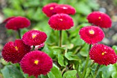 BELLIS PERENNIS TASSO RED