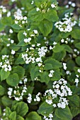 BRUNNERA BETTY BOWRING