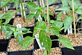 CAPSICUM ANNUUM