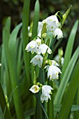 LEUCOJUM AESTIVUM GRAVETYE GIANT