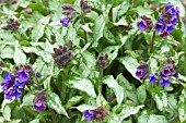 PULMONARIA DIANA CLARE