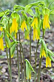 UVULARIA GRANDIFLORA