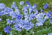 ANEMONE BLANDA