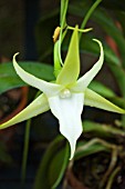 ANGRAECUM SESQUIPEDALE