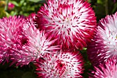 BELLIS PERENNIS BLUSHING BRIDE