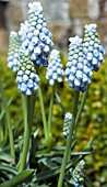 MUSCARI LADY BLUE