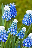 MUSCARI MOUNT HOOD