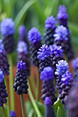 MUSCARI LATIFOLIUM