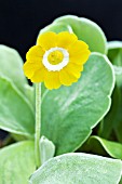 PRIMULA AURICULA CHORISTER