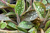 PULMONARIA SACCHARATA LEOPARD