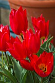 TULIPA DUC VAN TOL RED AND YELLOW