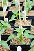 CAPSICUM ANNUUM