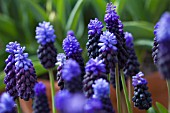 MUSCARI LATIFOLIUM