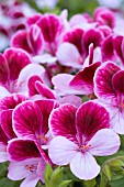 PELARGONIUM MRS DUMBRILL