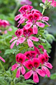 PELARGONIUM RADULA ROSEUM