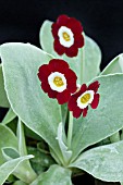 PRIMULA AURICULA FAVOURITE