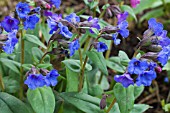 PULMONARIA BLUE ENSIGN