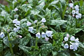 PULMONARIA OPAL