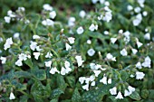 PULMONARIA SISSINGHURST WHITE